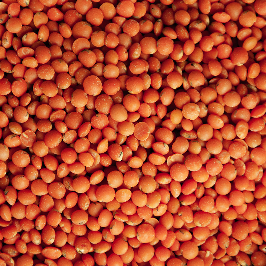 Miso Lentilles Corail – Image 2